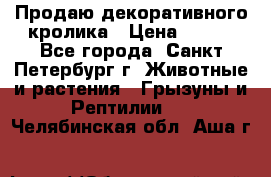 Продаю декоративного кролика › Цена ­ 500 - Все города, Санкт-Петербург г. Животные и растения » Грызуны и Рептилии   . Челябинская обл.,Аша г.